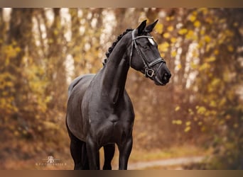 Hannover, Giumenta, 9 Anni, 167 cm