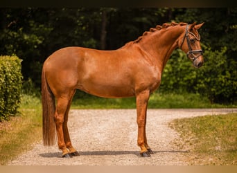 Hannover, Giumenta, 9 Anni, 167 cm, Sauro
