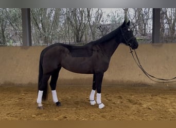 Hannover, Giumenta, 9 Anni, 168 cm, Morello