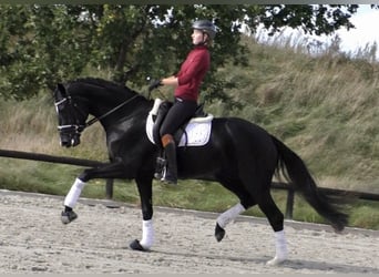 Hannover, Giumenta, 9 Anni, 168 cm, Morello