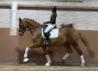 Hannover, Giumenta, 9 Anni, 168 cm, Sauro