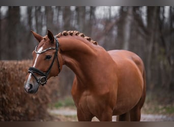 Hannover, Giumenta, 9 Anni, 168 cm, Sauro
