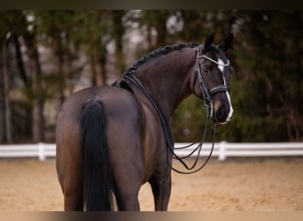 Hannover, Giumenta, 9 Anni, 169 cm, Baio nero