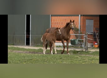 Hannover, Giumenta, 9 Anni, 169 cm, Sauro