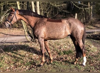 Hannover, Giumenta, 9 Anni, 169 cm, Sauro scuro