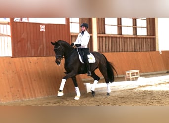 Hannover, Giumenta, 9 Anni, 170 cm, Baio