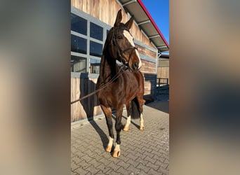 Hannover, Giumenta, 9 Anni, 170 cm, Baio scuro