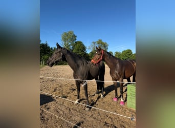 Hannover, Giumenta, 9 Anni, 170 cm, Morello