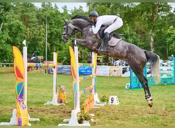 Hannover, Giumenta, 9 Anni, 172 cm, Grigio pezzato