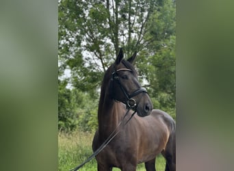 Hannover, Giumenta, 9 Anni, 173 cm, Baio nero