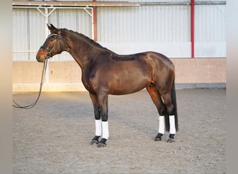 Hannover, Giumenta, 9 Anni, 173 cm, Baio scuro