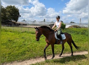 Hannover, Giumenta, 9 Anni, 175 cm, Baio