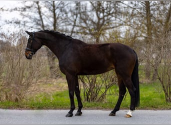Hannover, Giumenta, 9 Anni, 176 cm, Baio scuro