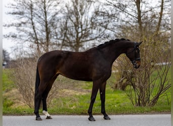 Hannover, Giumenta, 9 Anni, 176 cm, Baio scuro
