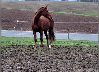 Hannover, Giumenta, 9 Anni, 176 cm