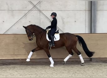 Hannover, Giumenta, 9 Anni, 178 cm, Baio