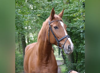 Hannover, Giumenta, 9 Anni, 179 cm, Sauro