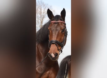 Hannover, Giumenta, 9 Anni, 180 cm, Baio scuro