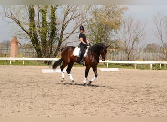 Hannover, Giumenta, 9 Anni, 180 cm, Baio scuro