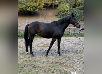 Hannover, Giumenta, 9 Anni, Baio nero