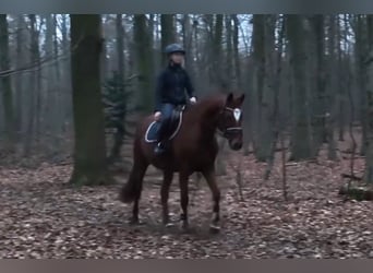 Hannover, Giumenta, 9 Anni, Sauro