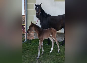 Hannover, Giumenta, Puledri (04/2026), 168 cm, Baio