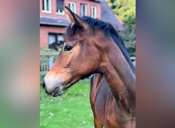 Hannover, Giumenta, Puledri (04/2026), 168 cm, Baio scuro