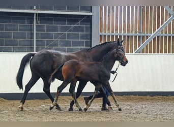 Hannover, Giumenta, Puledri (05/2024), 169 cm, Baio ciliegia