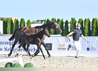 Hannover, Giumenta, Puledri (04/2025), 169 cm, Baio scuro