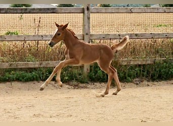 Hannover, Giumenta, Puledri (06/2024), 169 cm, Può diventare grigio