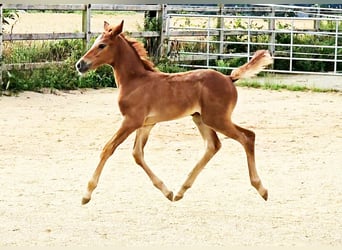 Hannover, Giumenta, Puledri (06/2024), 169 cm, Può diventare grigio