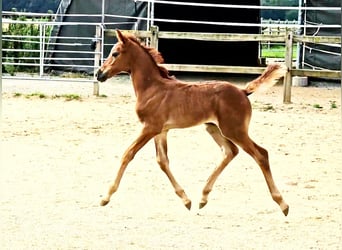 Hannover, Giumenta, Puledri (06/2024), 169 cm, Può diventare grigio