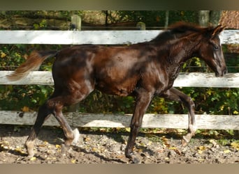 Hannover, Giumenta, Puledri (06/2025), 169 cm, Sauro scuro