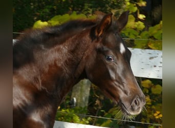 Hannover, Giumenta, Puledri (06/2025), 169 cm, Sauro scuro