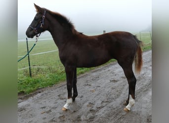 Hannover, Giumenta, Puledri (06/2025), 169 cm, Sauro scuro