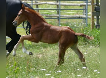 Hannover, Giumenta, Puledri (06/2025), 169 cm, Sauro scuro