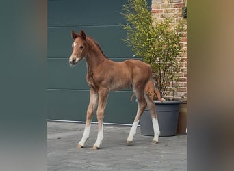 Hannover, Giumenta, , 169 cm, Sauro scuro