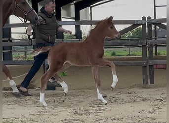 Hannover, Giumenta, , 169 cm, Sauro scuro