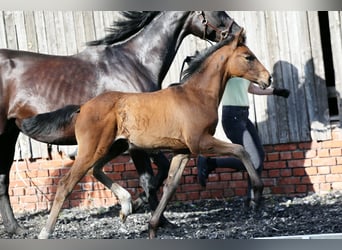 Hannover, Giumenta, Puledri (03/2026), 170 cm, Baio