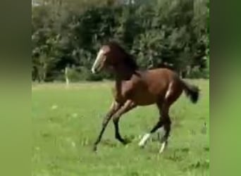 Hannover, Giumenta, Puledri (04/2026), 170 cm, Baio