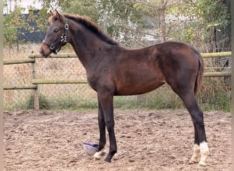 Hannover, Giumenta, Puledri (04/2026), 170 cm, Baio scuro