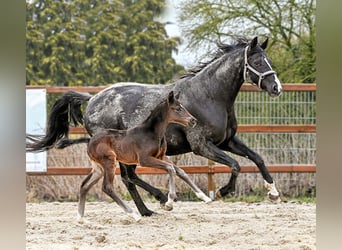 Hannover, Giumenta, Puledri (03/2026), 170 cm
