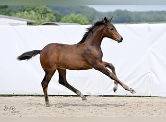 Hannover, Giumenta, Puledri
 (02/2024), 171 cm, Baio