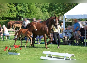 Hannover, Giumenta, Puledri (05/2026), 172 cm, Sauro scuro