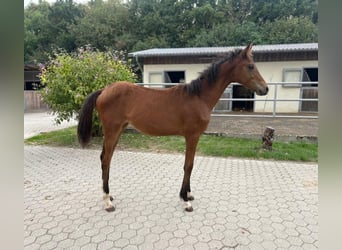 Hannover, Giumenta, Puledri (04/2026), Baio