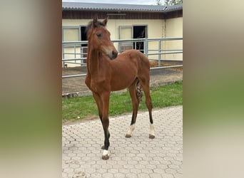 Hannover, Giumenta, Puledri (04/2026), Baio