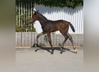 Hannover, Giumenta, Puledri (04/2025), Baio scuro