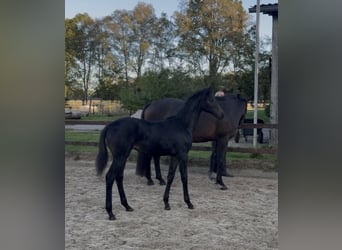 Hannover, Giumenta, Puledri (05/2026), Baio scuro