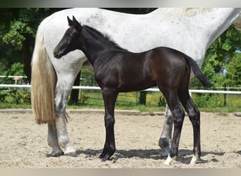 Hannover, Giumenta, Puledri
 (04/2023), Grigio ferro