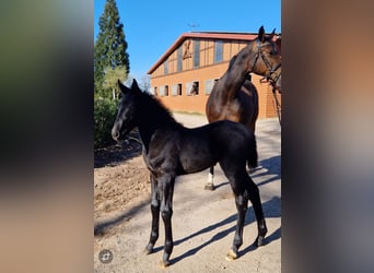 Hannover, Giumenta, , Può diventare grigio